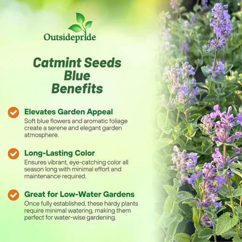 Miniatura 3 de Outsidepride Nepeta Mussinii - Semillas de hierba gatera – 1000 semillas perennes, tolerantes al calor y la sequía para plantar flores azules