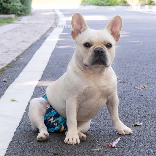 Miniatura 5 de CuteBone Pañales para perros sin agujero en la cola, paquete de 3 pantalones de entrenamiento para cachorros WWD04L