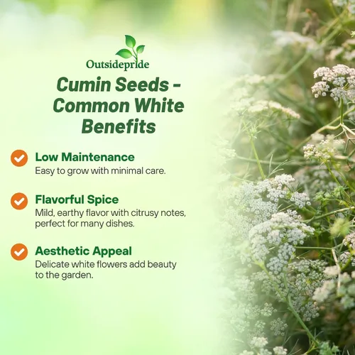 Miniatura 3 de Outsidepride Semillas de comino blanco comunes para plantar, 1000 piezas anuales, especias aromáticas, fáciles de cultivar, semillas sabrosas