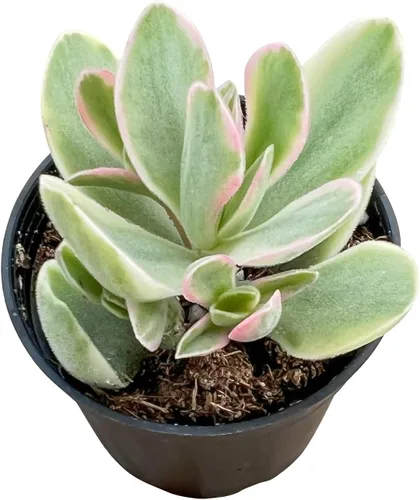 Miniatura 8 de Sprout N Green Pachyphytum compactum, 1 planta suculenta viva totalmente enraizada en macetas de 2 pulgadas con mezcla de tierra, planta de casa