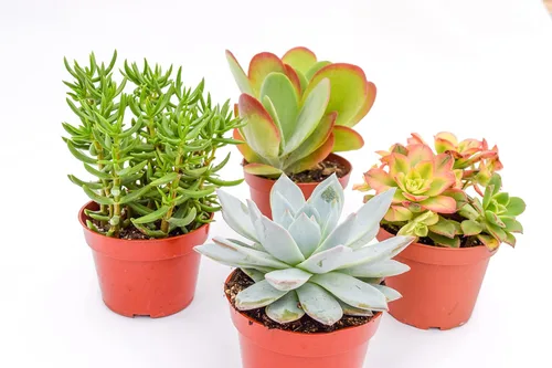 Miniatura 2 de Suculentas grandes y coloridas para exteriores – Surtido de 4 pulgadas – Plantas suculentas vivas para exteriores – Grandes suculentas vivas