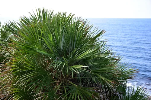 Miniatura 6 de 5 Green Saw Palmetto Serenoa Repens American Dwarf Palm Tree Arbusto de fruta comestible Semillas de sol o sombra