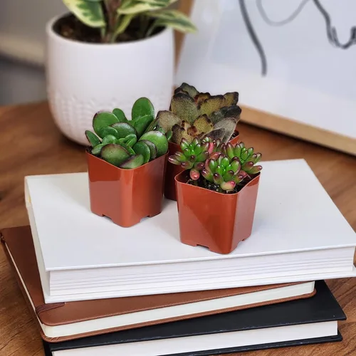 Miniatura 10 de Altman Plants Specialty - Planta suculenta viva (paquete de 6), sin duplicados, suculentas surtidas con colores y formas únicos, 2 en macetas