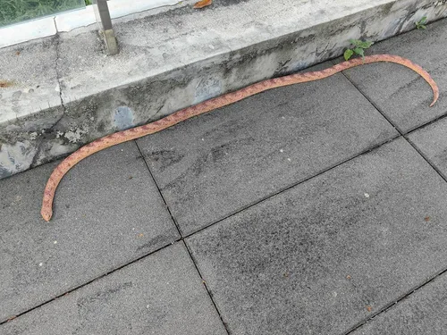 Miniatura 6 de Serpiente de goma de 53 pulgadas, juguete realista de serpientes falsas para bromas del día de los inocentes, Halloween (marrón)