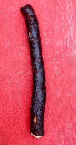 Miniatura 3 de Live Russian Comfrey Root, Bocking 14 Cultivar por Verdant Treasures
