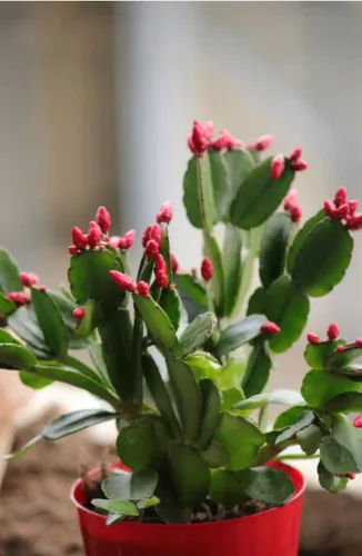 Miniatura 3 de Planta viva de cactus de Navidad rojo de 2 pulgadas. (Verde verdadero)