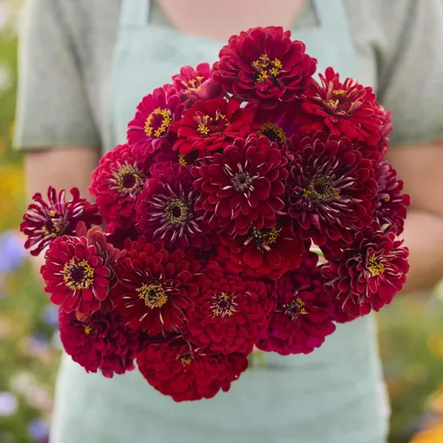 Miniatura 94 de Eden Brothers - Semillas de zinnia, cactus con flores, sin OMG, plantar en primavera, paquete, flores de bajo mantenimiento, zonas 3, 4, 5, 6, 7, 8