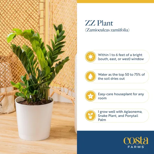 Miniatura 6 de Costa Farms ZZ Zamioculcas Zamiifolia, planta de interior, 12 pulgadas de alto, maceta decorativa blanca natural.