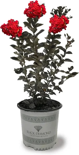 Miniatura 39 de American Plant Exchange Black Diamond Shell Pink Crape Myrtle Tree Live, maceta de 1 galón, 1-1.5 pies de alto, flores rosas vibrantes, tolerantes a