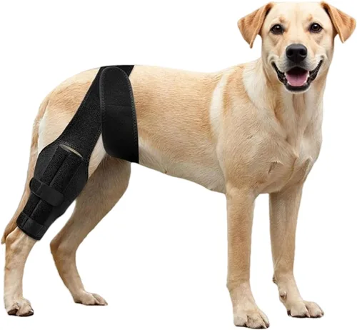 Rodillera para perro para desgarro del ligamento cruzado anterior o trasero, displasia de cadera, artritis, lesiones de ligamentos, soporte de