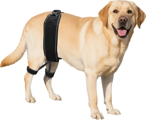 Miniatura 7 de Soporte ortopédico de cadera para perro, soporte para displasia de cadera para perro, soporte para displasia de cadera, artritis, rótula luxante