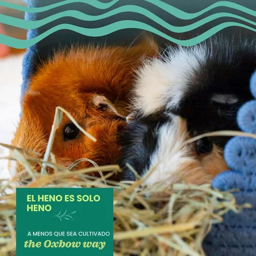 Miniatura 4 de Oxbow Western Timothy Hay para Mascotas Pequeñas – Heno de Hierba Totalmente Natural para Conejos, Cobayas y Chinchillas – Alto en Fibra