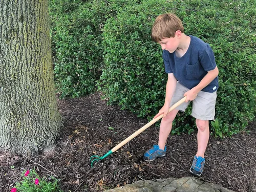 Miniatura 5 de Eurogarden Cultivador de 3 dientes para niños, herramienta de jardín ligera con mango de madera largo para niños o adultos que prefieren