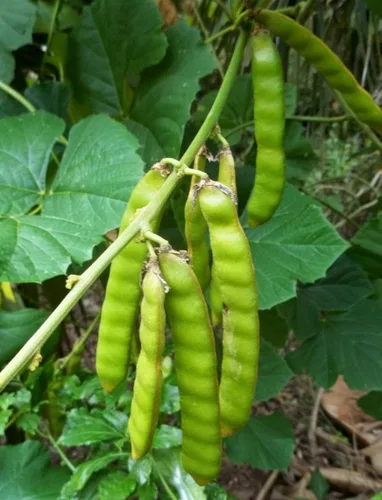 Miniatura 2 de TomorrowSeeds - True Jicama Seeds - Más de 80 unidades - para plantar en 2026, vegetales de jardín de EE. UU., raíz de ñame mexicano, patata y raíz