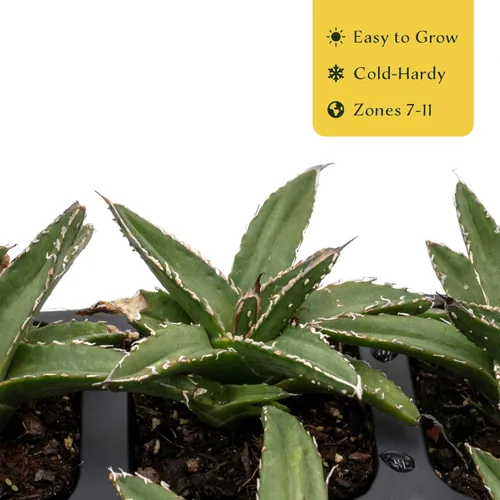 Miniatura 6 de 2 agave King Ferdinand en cubos de vivero de 2.5 pulgadas (Agave ferdinandi-Regis) Suculenta de hoja perenne para xeriscaping, jardines de rocas