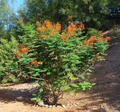 Miniatura 3 de Poinciana pulcherrima (orgullo de Barbados, arbusto rojo del paraíso), semillas de árbol, flores escarlata y amarillas brillantes, elige