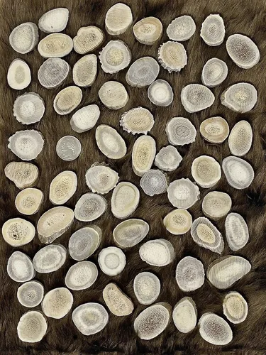 Miniatura 7 de Cuernas/rebanadas de cuernos de ciervo Dakota natural (manualidades, fabricación de joyas, suministros de reborde) (pequeño)