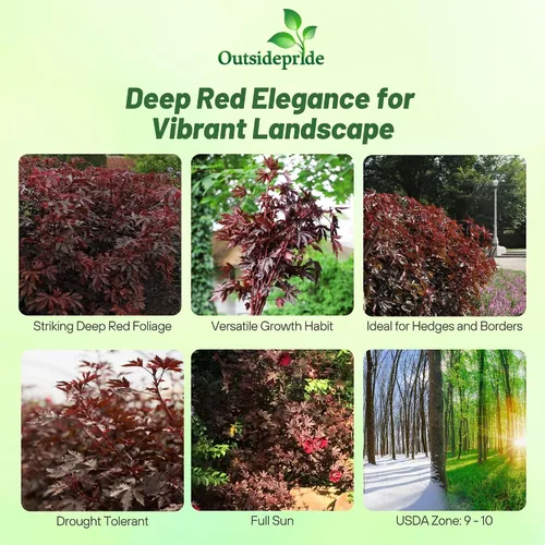 Miniatura 2 de Outsidepride Semillas de hibisco esplendor de caoba – 20 piezas de semillas de flores perennes para plantar polinizadores, follaje elegante y denso
