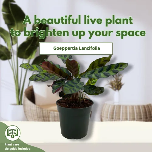 Miniatura 3 de Calathea Lancifolia, serpiente de cascabel, planta de oración, serpiente de cascabel, maceta de 4 pulgadas