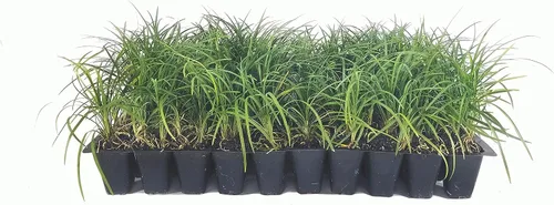 Mondo Grass - 3 plantas vivas - Ophiopogon Japonicus - Plantas vivas de hoja perenne - Amante de la sombra