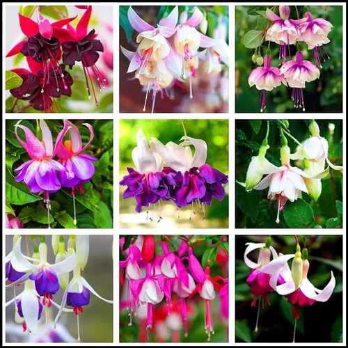 Mezcla de 100 semillas de flores fucsia Perenne Home Bonsai