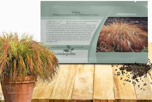 Outsidepride - 250 semillas de la hierba ornamental perenne paja brava (Stipa arundinacea [Pheasant Tails]) para sembrar