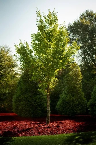 Miniatura 6 de Tinte de mantillo rojo, cobertura de 3,200 pies cuadrados – Colorante de mantillo para paisajismo y camas de jardín, tinte de mantillo de madera