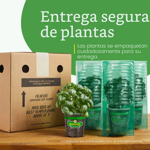 Miniatura 8 de Bonnie Plants Fresa, planta viva, 19.3 oz (paquete de 4)