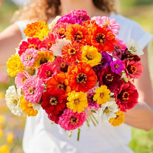 Miniatura 18 de Eden Brothers - Semillas de zinnia, cactus con flores, sin OMG, plantar en primavera, paquete, flores de bajo mantenimiento, zonas 3, 4, 5, 6, 7, 8