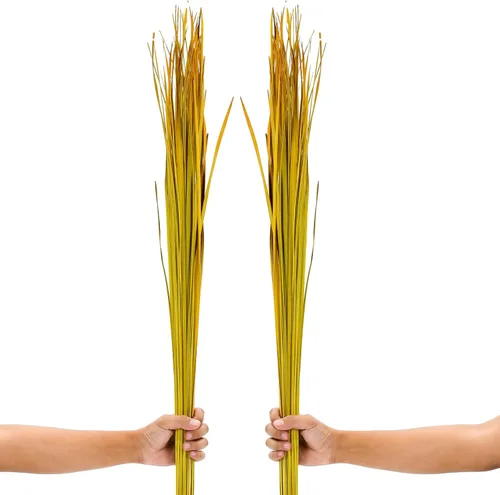 Miniatura 11 de Leewadee Relleno de Jarrón Alto, Tallos de Hierba Natural – 2 Manojos de Ramas de Colores para Jarrones, Ramitas Cuidadosamente Secas para Burdeos