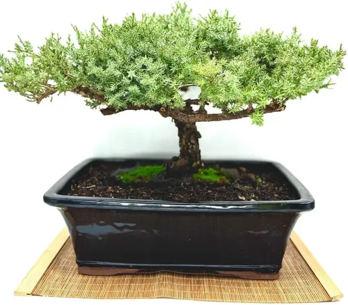 Miniatura 8 de Árbol de enebro enano bonsái vivo de 7 años con soporte de bambú hecho a mano Árbol de enebro o jade bonsái Interior/Exterior 100% hecho a