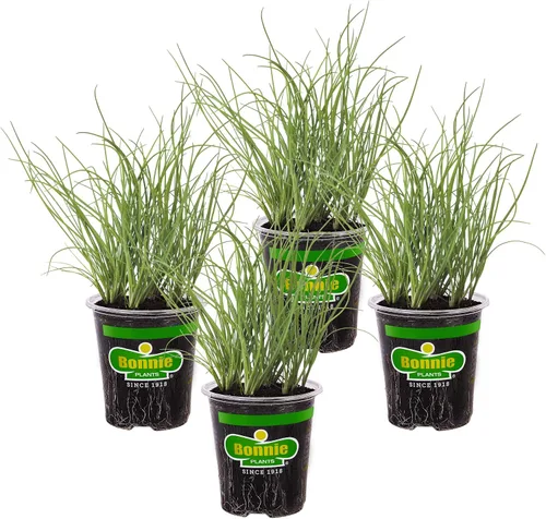 Bonnie Plants Cebollino - Paquete de 4 plantas vivas, perennes en las zonas 3 - 10, sin OMG, ideal para ensaladas, sopas, papas y más