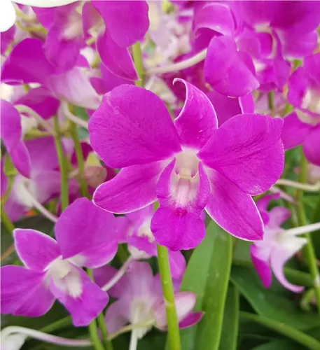 Miniatura 5 de Dendrobium - Plantas hawaianas para orquídeas, 2 unidades, 4-6 pulgadas, de altura enraizada en maceta de 2.5 pulgadas, sin floración, D2