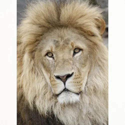 Miniatura 2 de CafePress Lion20150802 Standard Size Playing Cards
