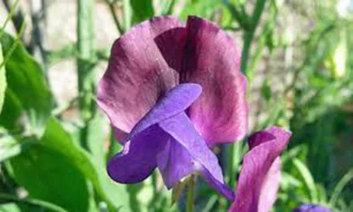 Miniatura 2 de Sweet Pea, 100 semillas recién cosechadas, flor de gran corte