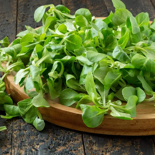 Miniatura 8 de Outsidepride Semillas de ensalada de maíz, 1000 unidades. Semillas anuales, tolerantes a las heladas y de bajo mantenimiento, semillas vegetales