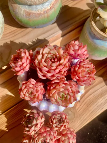 Miniatura 6 de Echeveria Ben Badis - Plantas suculentas vivas raras, planta viva roja de 4 a 5 cabezas de 3 pulgadas, paquete sin maceta y tierra, escritorio