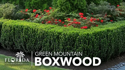Miniatura 2 de Green Mountain Boj Planta de tamaño de 1 galón vivo Elegante árbol de hoja perenne en forma de pirámide, ideal para topiario y paisajismo