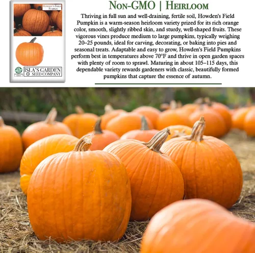 Miniatura 3 de Howden - Semillas de calabaza de campo para plantar, más de 20 semillas tradicionales por paquete, semillas de jardín de Isla