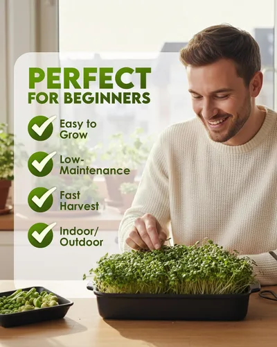 Miniatura 4 de Nature Jims Sprouts Semillas de brócoli orgánicas para germinar, certificadas sin OMG, ricas en sulforafano, semillas microverdes de crecimiento