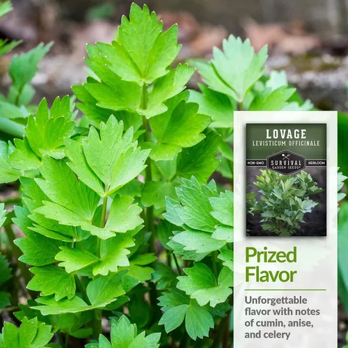 Miniatura 4 de Survival Garden Seeds - Semilla de apio para plantar - 1 paquete con instrucciones para plantar y cultivar hierba culinaria perenne Levisticum