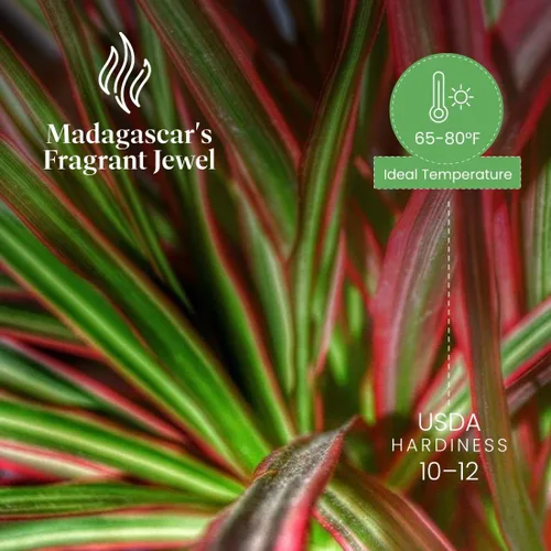 Miniatura 5 de American Plant Exchange Dracaena 'Colorama' - Maceta de 6 pulgadas - Planta de interior colorida viva con follaje a rayas rosas y verdes, planta