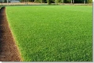 Miniatura 2 de Lesco Double Eagle - Mezcla de semillas de riegrass perenne (1 libra)