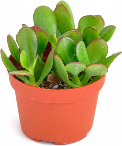 Miniatura 7 de Shop Succulents Cadena de plátanos colgantes suculentas, Senecio Radicans, planta suculenta viva de 4 pulgadas totalmente arraigada, planta