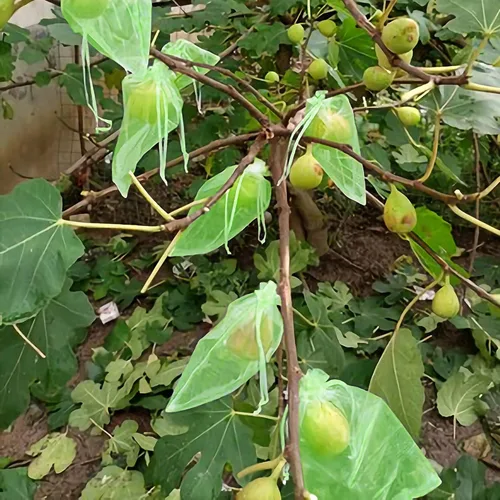 Miniatura 6 de 100 bolsas de protección de frutas verdes de 6 x 8 pulgadas, bolsas de malla para frutas con cordón, bolsa de malla para proteger las plantas