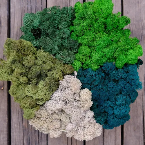 Miniatura 20 de Musgo de Reno Preservado Verde Natural Kit de Bricolaje Arte de Jardinería Decoración de Pared Decoración de Floristería Decoración de Mesa