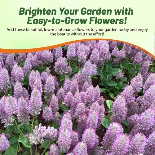 Miniatura 6 de Outsidepride 10 semillas anuales Ptilotus Exaltatus Joey Garden Flower Seeds para plantar