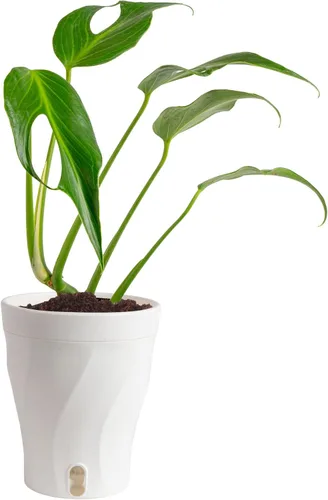 Miniatura 23 de Costa Farms – Planta de Pothos Albo Variegado viva en maceta auto-regante, purificadora de aire para interior, perfecta para decoración del hogar
