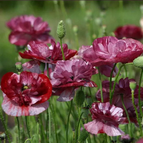 Outsidepride Pandora Semillas de amapola para plantar, 500 piezas anuales, tolerantes a la sequía y fáciles de cultivar semillas de flores