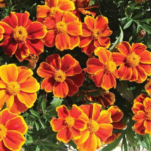 Miniatura 7 de Outsidepride 100 semillas anuales Tagetes Patula Francesa Marigold Amber Glow Garden Flower Seeds para plantar